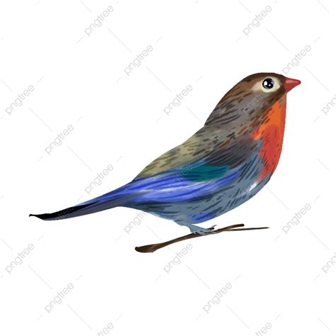 Kingfisher Bird Clipart Hd Png Red Kingfisher Branch Bird Bird