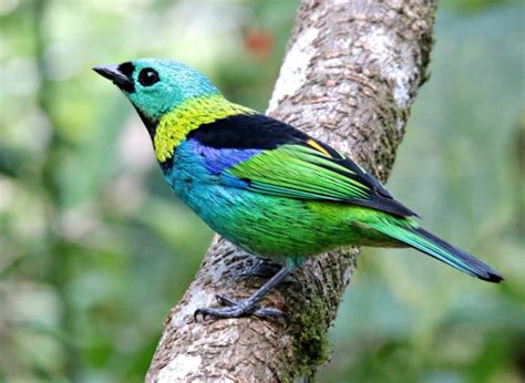 The Worlds 11 Most Beautiful Birds Owlcation