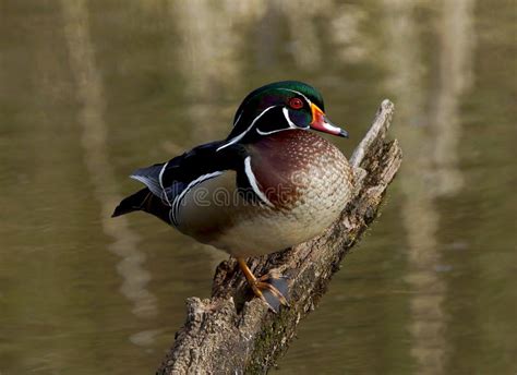 Male Wood Duck Stock Image Image Of Birding Nature 64097589