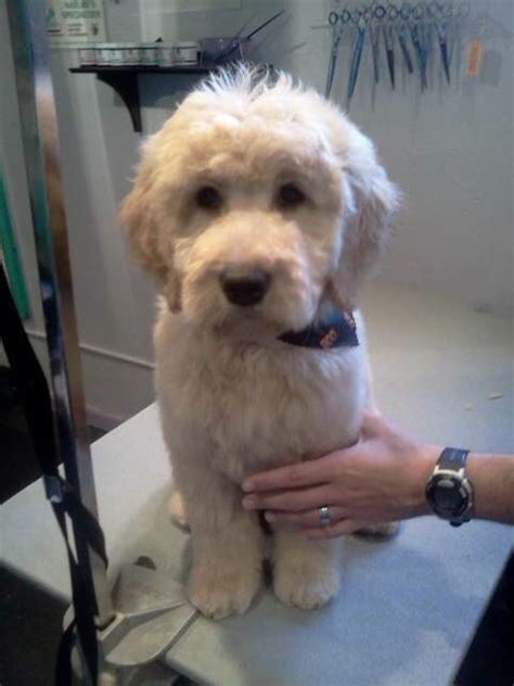 If you are wanting a certain look make sure to talk to the receptionist and show pictures of what you have in mind. Image result for types of goldendoodle haircuts ...