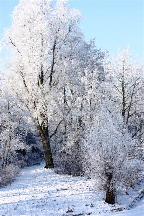 Hoar Frost Trees Stock Image Image Of Hoar Park Netherlands 46180535
