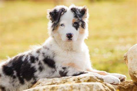 Mini Toy Australian Shepherds 5 Things Every Owner Should Know