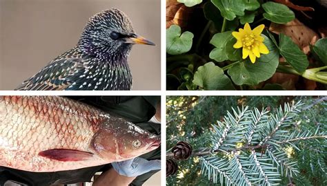 Your Guide To Plants Bugs And Other Harm Causing Invasive Species In