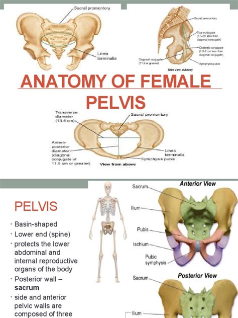 Anatomy Of Female Pelvis Pelvis Musculoskeletal System