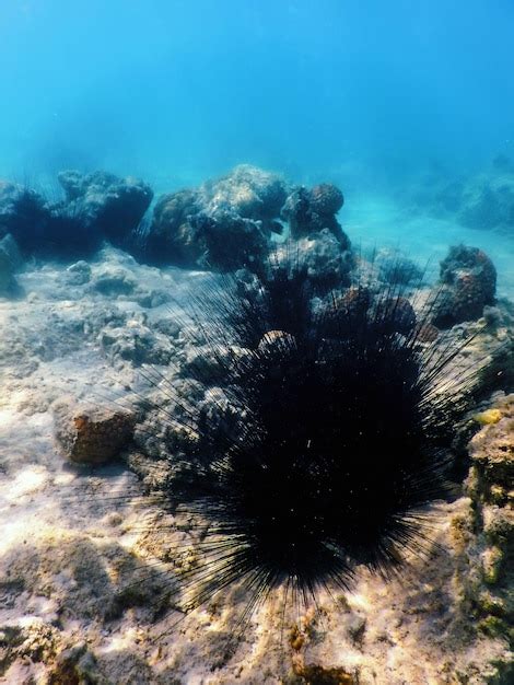 Premium Photo Common Long Spined Sea Urchin Diadema Antillarum
