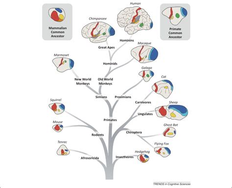 The Evolution Of Distributed Association Networks In The Human Brain