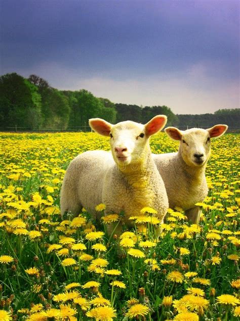 Easter Lambs Sheep In A Meadow Covered With Dandelions Affiliate