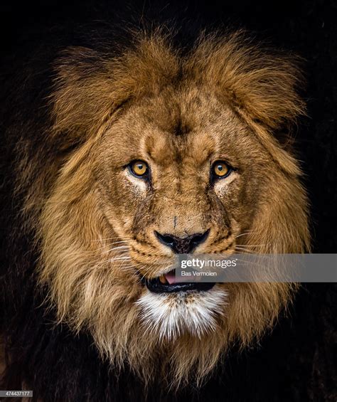 Lion Portrait Stock Photo Getty Images