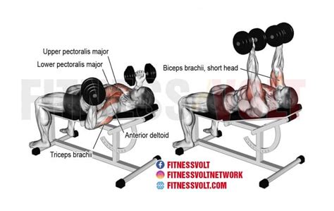 Regardless of whether it's an incline dumbbell bench press, mace 360, indian club slasher or seated biceps curl. Incline Reverse-Grip Dumbbell Bench Press (Chest ...