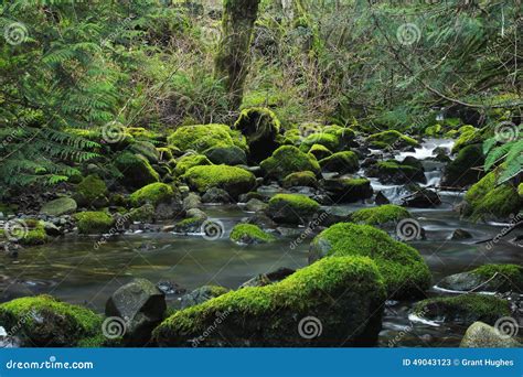 Moss Covered Rocks In Forest Stream Stockbild Bild Von Moos Strom