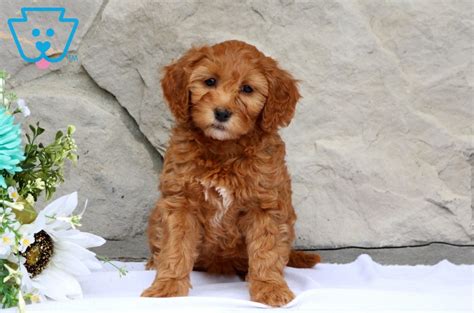 The next litter will be ready soon. Bella | Goldendoodle - Miniature Puppy For Sale | Keystone ...