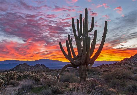 Fileold Growth Saguaro Cactus At Sunrise Near Phoenix Az