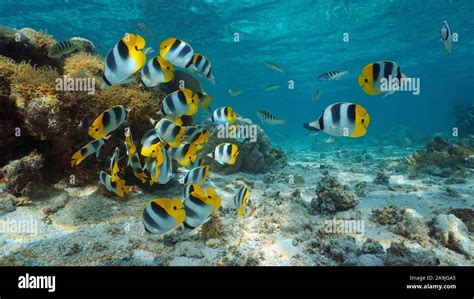 Pacific Ocean French Polynesia Shoal Of Colorful Tropical Fish
