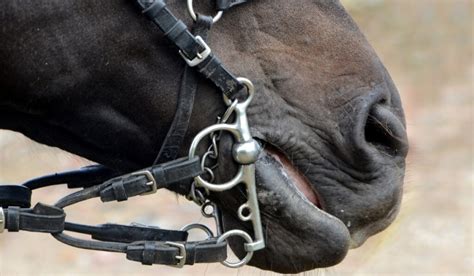 17 Types Of Bits For Horses Helpful Horse Hints