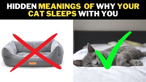 This Is Why Your Cat Sleeps With You Youtube
