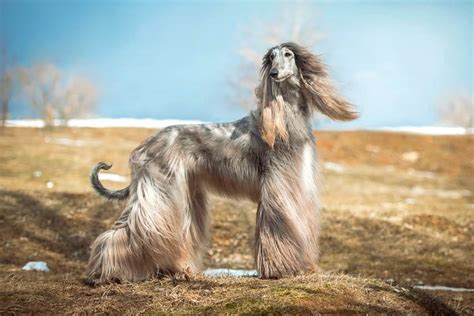 Long Nose Dog 15 Dog Breeds With Long Snouts With Pictures
