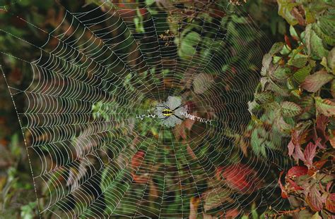 We did not find results for: Golden Orb Weaver Spider In Web Photograph by Bates ...