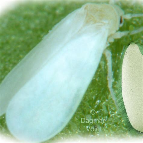 Ac Light Microscopic Images Of A Female Greenhouse Whitefly