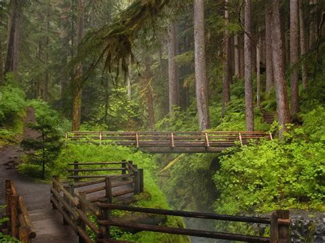Take A Scenic Hike Through The Lush Forests In Olympic National Park In