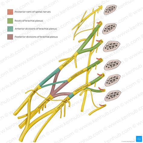 Brachial Plexus Anatomy Branches And Mnemonics Kenhub