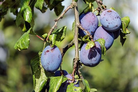 growing fruit trees in virginia 🚜 virginia farms for sale