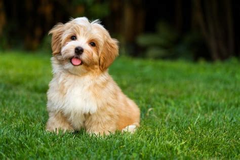 Top 5 Havanese Haircut Styles The Dog People By