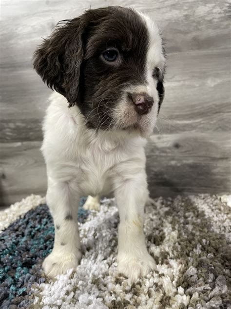 English Setter Puppies For Sale Jefferson Ia 394051