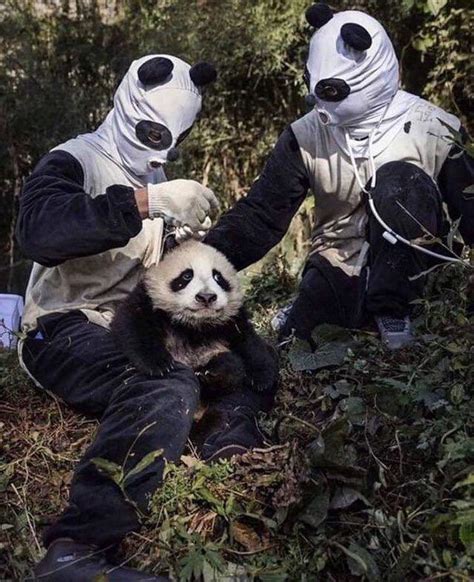 Chinese Panda Keepers Wear Panda Costumes To Prevent Human Attachment