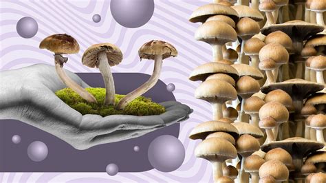 What Are Psilocybin Mushroom Spores Everything You Need To Know