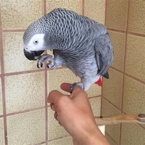 Female African Grey Parrot For Sale Pets And Animals Birds