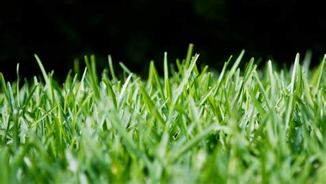 Grass is a monocotyledon plant, herbaceous plants with narrow leaves growing from the base. Information About St. Augustine Grass