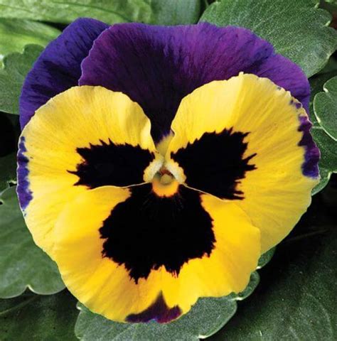 Pansy Delta Premium Yellow With Purple Wings Campbells Nursery