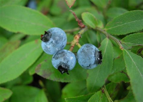 Vaccinium Angustifolium Ericaceae Image 24546 At