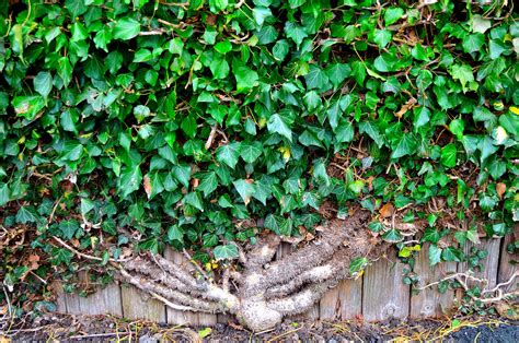 Ivy On The Wall Free Stock Photo Public Domain Pictures