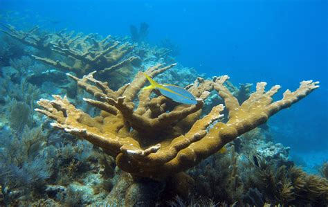 Elkhorn Coral Oceana