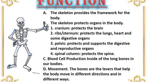 Skeletal System Ppt