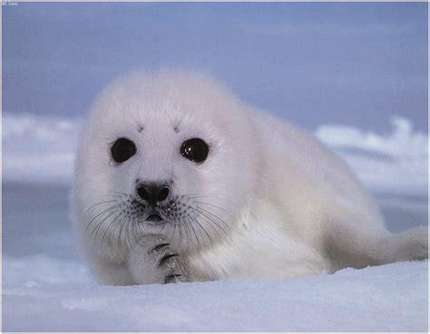 Harp Seal Pup Wallpaper Images And Pictures Becuo
