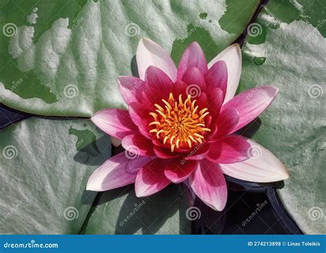 Red Water Lily In Full Bloom Top View Stock Photo Image Of Pink