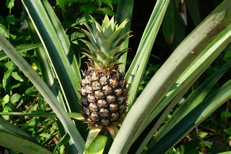 How To Grow Pineapple Plants In Your Home Top House Improvement