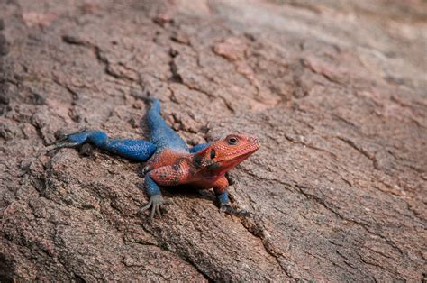 Red Headed Agama Lizard Sean Crane Photography