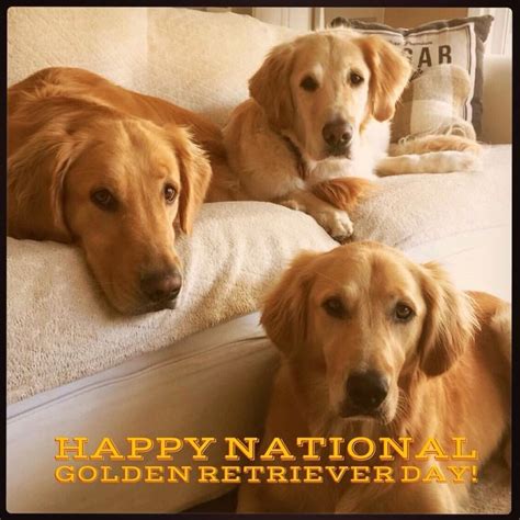 Happy National Golden Retriever Day! | Golden retriever girl, Golden retriever, Golden puppies