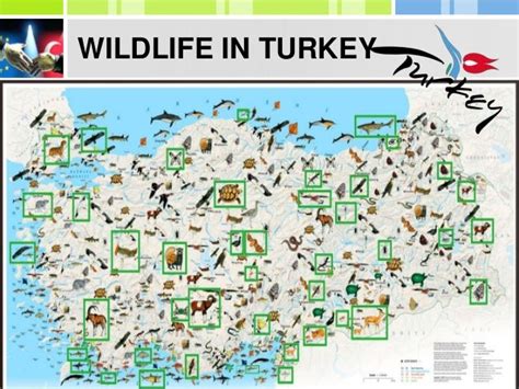 Turkey Wildlife
