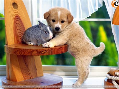 Lovely Pet Wallpaper, Lovely Pets Pictures & Animal Wallpapers: Pets