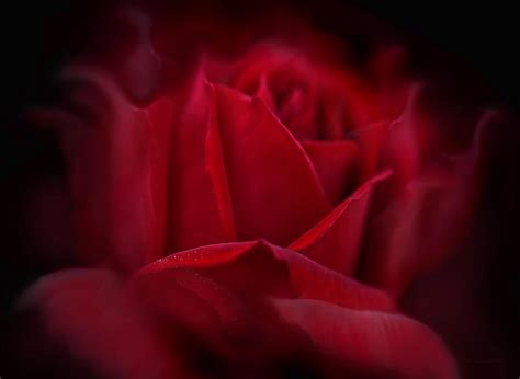 Flames Red Rose Flower Photograph By Jennie Marie Schell Fine Art America