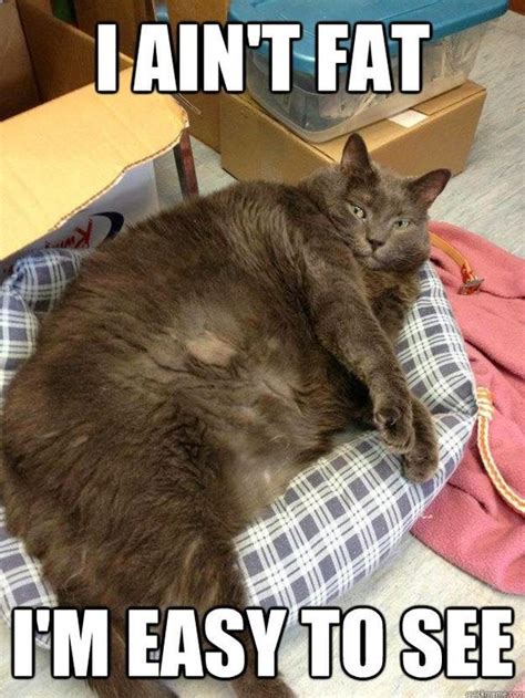 Fat Cat Meme Funny Fat Cat Pictures With Quotes