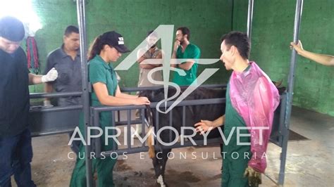 curso teórico e prático de cirurgias do aparelho reprodutor do macho bovino aprimoryvet