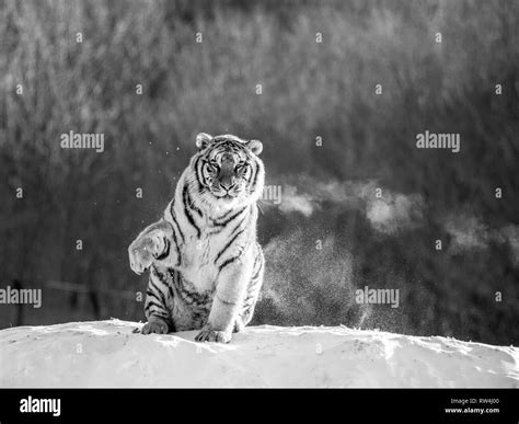 Siberian Tiger Sits On A Snowy Hill Against The Background Of A Winter