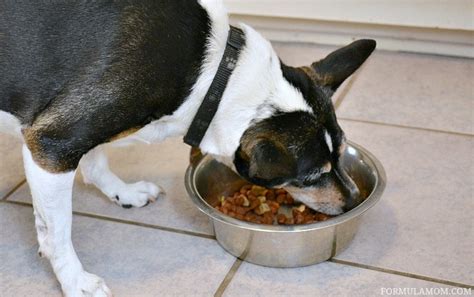 Learn How To Teach Your Dog Manners Cesarhomedelights Sponsored