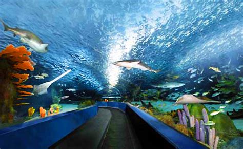 Sc Aquarium In Charleston Receives Largest Donation In History