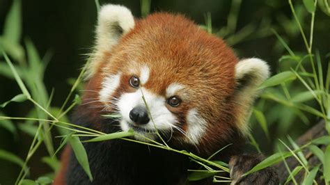 Panda Roux Fonds Décran 1920x1080 Id 360920 Cute Animals Red Panda